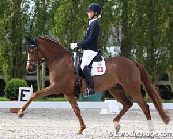 broodmare Championess (German Riding Pony, 2005, from FS Champion de Luxe)