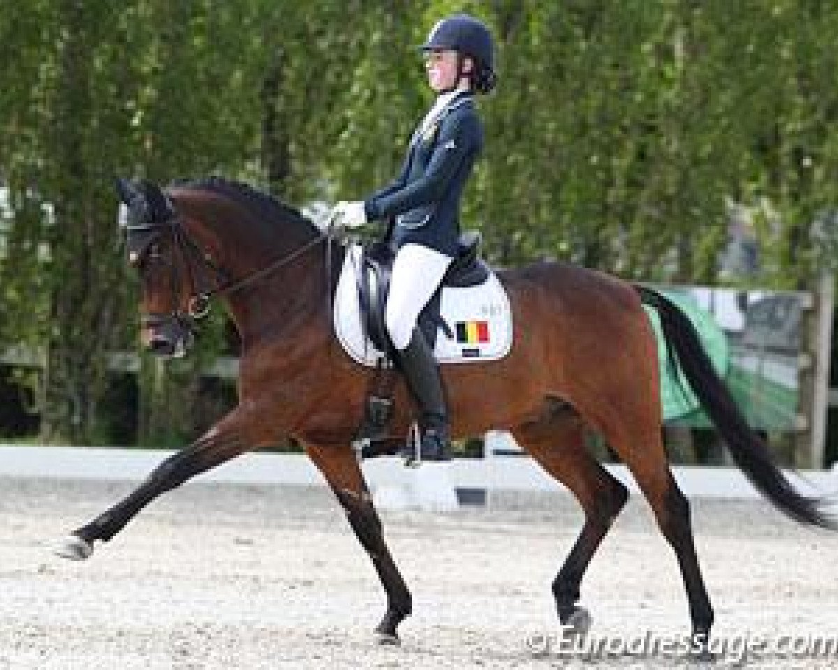 Dressurpferd Alexandre Dumas (Westfale, 1999, von Don Pedro)