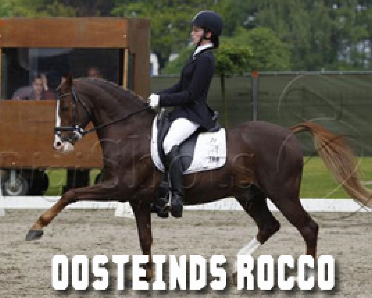 Pferd Oosteind’s Rocco (Nederlands Welsh Ridepony, 1998, von Anjershof Rocky)