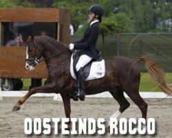 Pferd Oosteind’s Rocco (Nederlands Welsh Ridepony, 1998, von Anjershof Rocky)