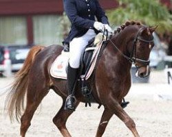 horse Anjershof's Pablo (Nederlands Welsh Ridepony, 2001, from Anjershof Rocky)