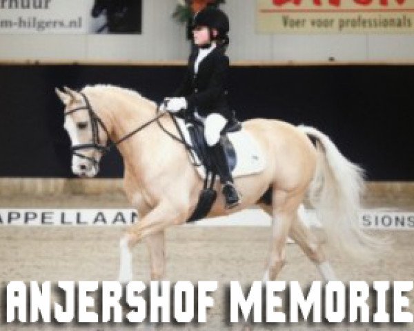 stallion Anjershof Memorie (Nederlands Welsh Ridepony, 2002, from Vita Nova's Celesto)