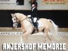 stallion Anjershof Memorie (Nederlands Welsh Ridepony, 2002, from Vita Nova's Celesto)