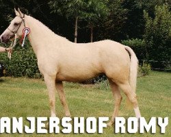 Zuchtstute Anjershof Romy (Nederlands Welsh Ridepony, 1993, von Anjershof Rocky)