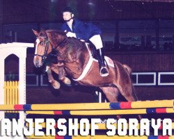 broodmare Anjershof Soraya (Nederlands Welsh Ridepony, 1990, from Vita Nova's Hanassie)