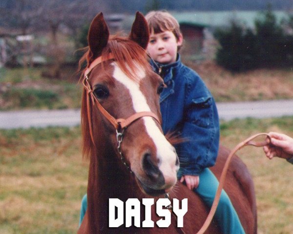 Zuchtstute Daisy (Nederlands Welsh Ridepony, 1983, von Conquistador)