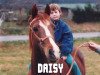 broodmare Daisy (Nederlands Welsh Ridepony, 1983, from Conquistador)