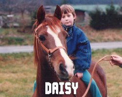 broodmare Daisy (Nederlands Welsh Ridepony, 1983, from Conquistador)