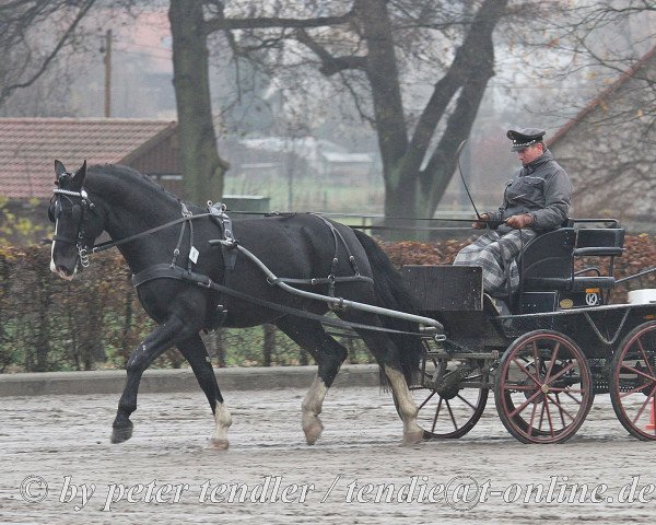 stallion Eckstein (Sachs-door. Heavy Warmbl., 2011, from Epilog)