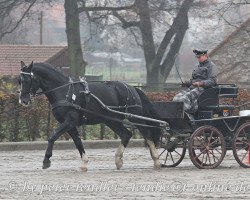 Deckhengst Eckstein (Sächs.-Thür. Schweres Warmbl., 2011, von Epilog)