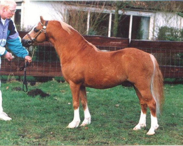 Deckhengst High Chapparal's Timber (Welsh Mountain Pony (Sek.A), 1982, von Twyford Pepper II)