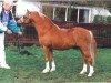 stallion High Chapparal's Timber (Welsh mountain pony (SEK.A), 1982, from Twyford Pepper II)