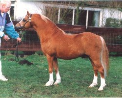 stallion High Chapparal's Timber (Welsh mountain pony (SEK.A), 1982, from Twyford Pepper II)