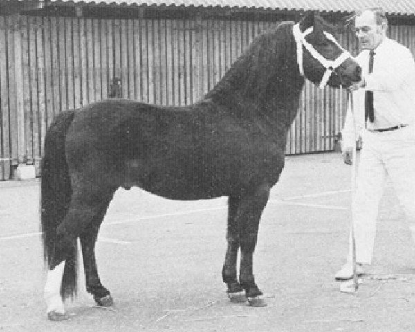 stallion Rondeels Caron (Welsh mountain pony (SEK.A), 1968, from Twyford Thunder)