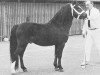 stallion Rondeels Caron (Welsh mountain pony (SEK.A), 1968, from Twyford Thunder)