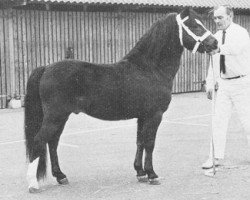 Deckhengst Rondeels Caron (Welsh Mountain Pony (Sek.A), 1968, von Twyford Thunder)