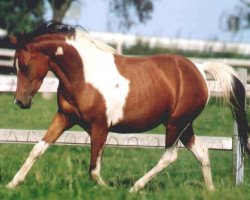 broodmare Shalimar (Pinto / Pleasure, 1996, from Nerath)