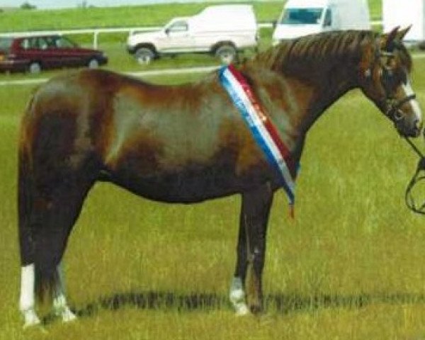 broodmare Telynau Firefly (Welsh-Pony (Section B), 1996, from Eyarth Rio)