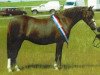 Zuchtstute Telynau Firefly (Welsh Pony (Sek.B), 1996, von Eyarth Rio)