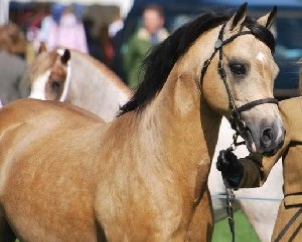 Deckhengst Eyarth Troy (Welsh Pony (Sek.B), 1999, von Carwed Charmer)