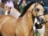 stallion Eyarth Troy (Welsh-Pony (Section B), 1999, from Carwed Charmer)
