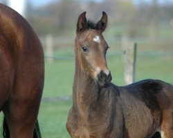 stallion Strahlemann WF (Westphalian, 2015, from Sir Donnerhall II OLD)