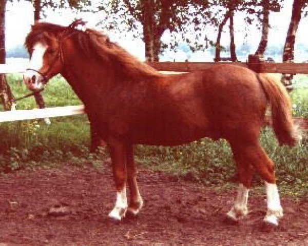 stallion Boreas Ubbo (Welsh mountain pony (SEK.A), 1983, from Rowfant Seal)