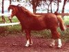stallion Boreas Ubbo (Welsh mountain pony (SEK.A), 1983, from Rowfant Seal)