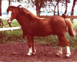 Deckhengst Boreas Ubbo (Welsh Mountain Pony (Sek.A), 1983, von Rowfant Seal)