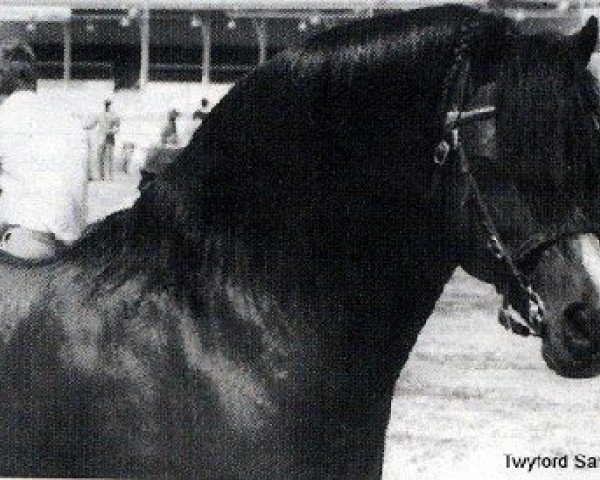 stallion Twyford Santa (Welsh mountain pony (SEK.A), 1969, from Twyford Gurkha)