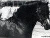 stallion Twyford Santa (Welsh mountain pony (SEK.A), 1969, from Twyford Gurkha)