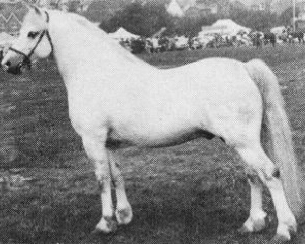 stallion Gredington Asa (Welsh mountain pony (SEK.A), 1963, from Coed Coch Planed)