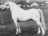 stallion Gredington Asa (Welsh mountain pony (SEK.A), 1963, from Coed Coch Planed)