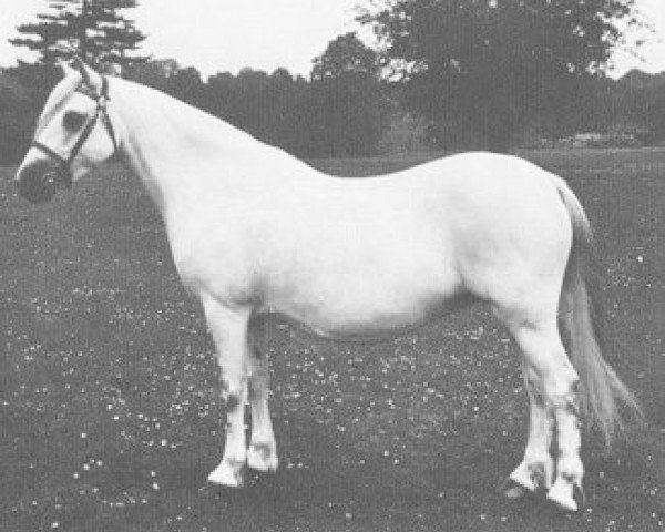Zuchtstute Coed Coch Symwl (Welsh Mountain Pony (Sek.A), 1948, von Coed Coch Seryddwr)