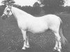 Zuchtstute Coed Coch Symwl (Welsh Mountain Pony (Sek.A), 1948, von Coed Coch Seryddwr)