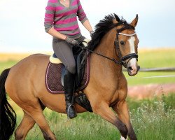 broodmare Gloria 538 (German Riding Pony, 2009, from FS Champion de Luxe)