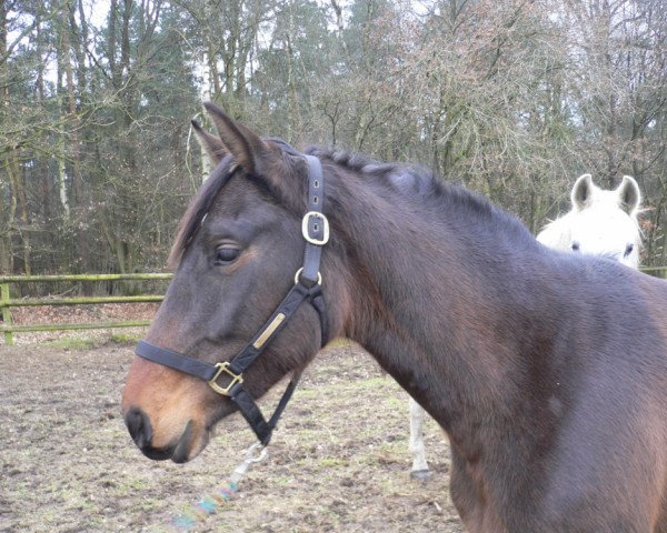 dressage horse Winja 55 (Oldenburg, 2004, from Weltissimo 3)