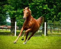 Springpferd Mrs Moneypenny (Haflinger, 2001, von Marsvogel xx)