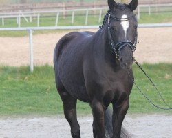 Zuchtstute Noir Céleste (Deutsches Reitpony, 2011, von Novalis T)