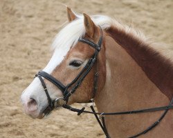 Dressurpferd Merlin 1030 (Haflinger, 1998, von Mondego (3,125% ox))