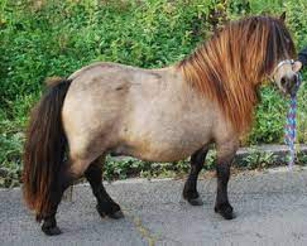 Deckhengst Paradox a.d.Westerwald (Shetland Pony (unter 87 cm), 2006, von Puccini)