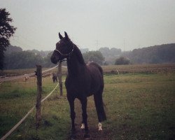 dressage horse Ro Karlos B (Oldenburg, 2010, from Rohdiamant)