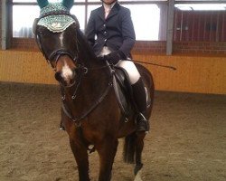 dressage horse Lucky Luke (German Riding Pony, 1997, from Lord Junker)