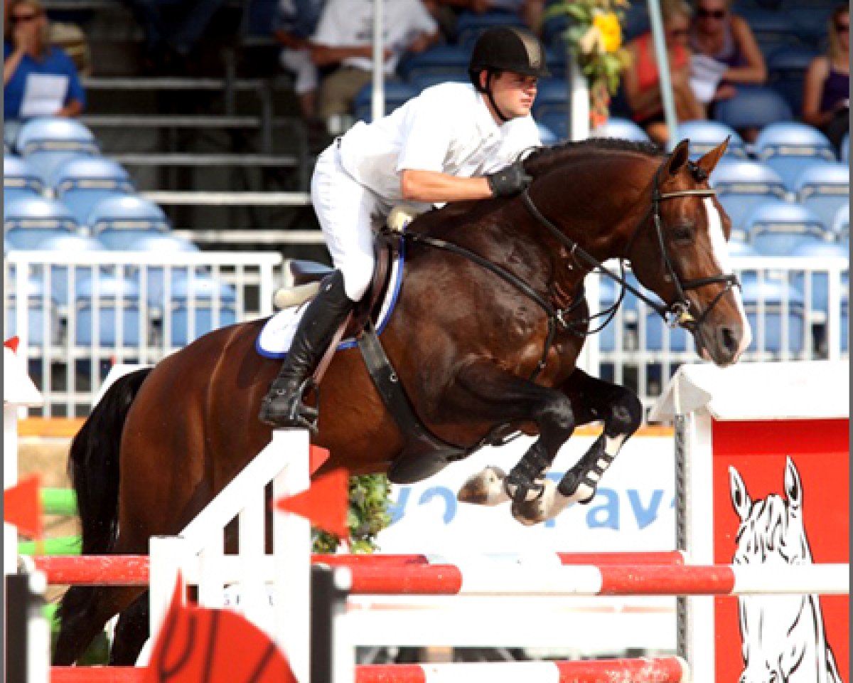 Deckhengst Vaillant (Oldenburger, 2002, von For Pleasure)