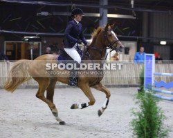 jumper Florin (KWPN (Royal Dutch Sporthorse), 2010, from Carthino Z)