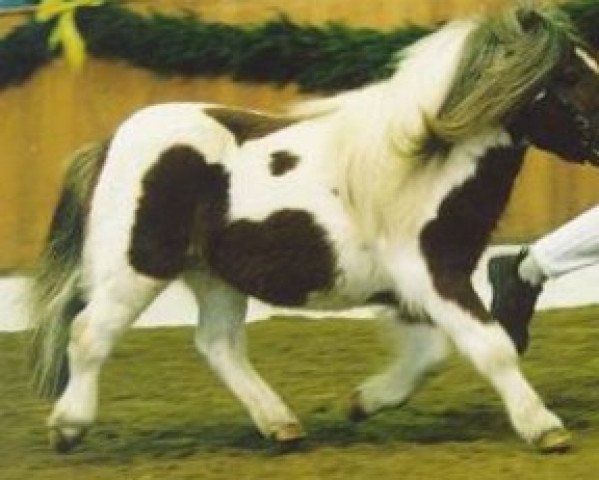 stallion Ward of Berry (Shetland pony (under 87 cm), 1995, from Ward of Houlland)