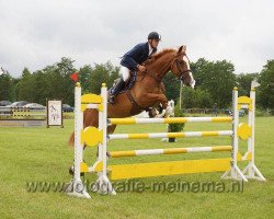 jumper Da Vinci (KWPN (Royal Dutch Sporthorse), 2008, from Tangelo van de Zuuthoeve)