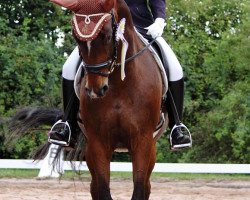 broodmare Roma Cavalli (Hanoverian, 2007, from Rotspon)