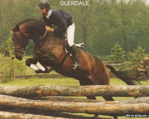 stallion Glendale (KWPN (Royal Dutch Sporthorse), 1988, from Nimmerdor)