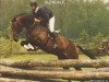 Deckhengst Glendale (Koninklijk Warmbloed Paardenstamboek Nederland (KWPN), 1988, von Nimmerdor)